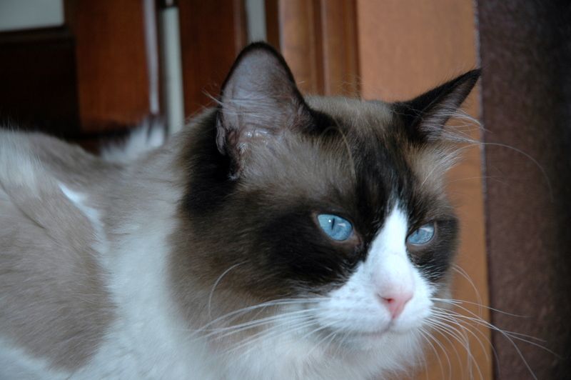 Bellissimo maschio Ragdoll