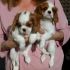 l'adozione cuccioli di Cavalier King Charles