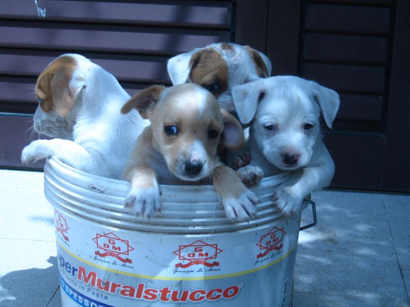 regalo cagnolini