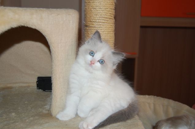 meraviglioswo cuccioli di ragdoll