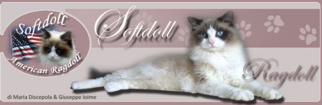 American Ragdoll SOFTDOLL