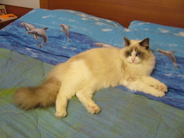 NATHAN maschio blu bicolor