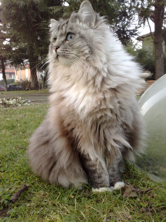 Pucci, bellissimo ragdoll