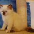 cucciola ragdoll con microchip e pedigree AFI