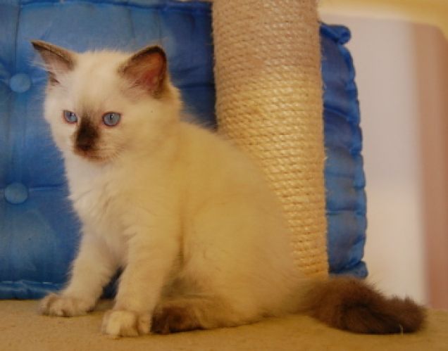 ragdoll cucciola con microchip e pedigree AFI