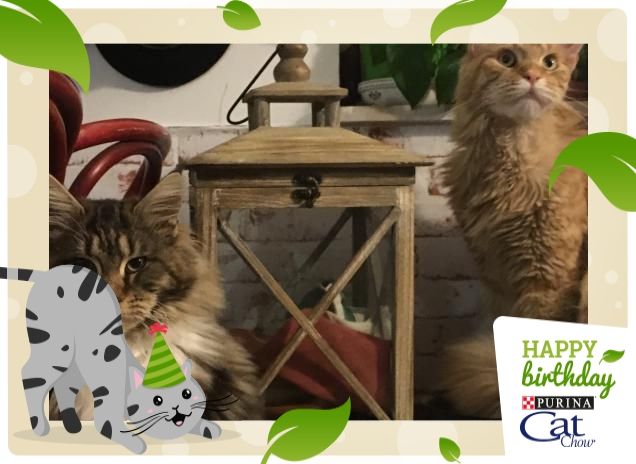 La comitiva relax Maine coon.