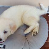 La crescita fi sasha