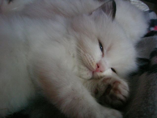 BluQueen dolce dormire