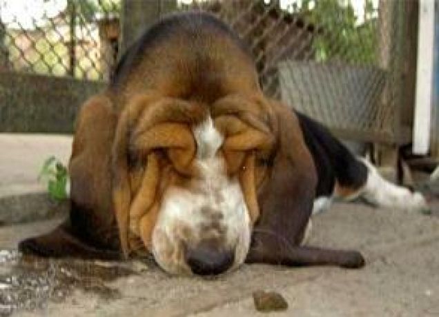 cane ANTISTRESS- bassethound