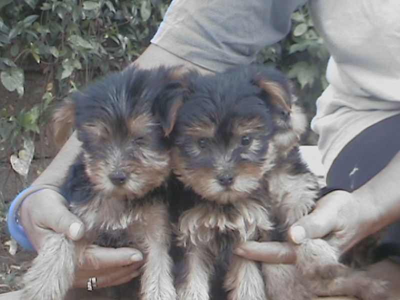 cucciolo yorkshire