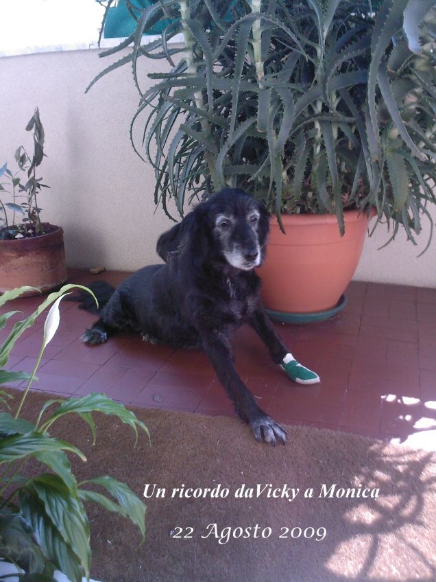 DOLCE VICKY