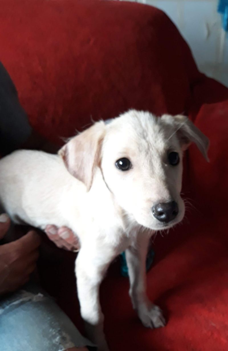 Cucciolo dolcissimo cerca casa