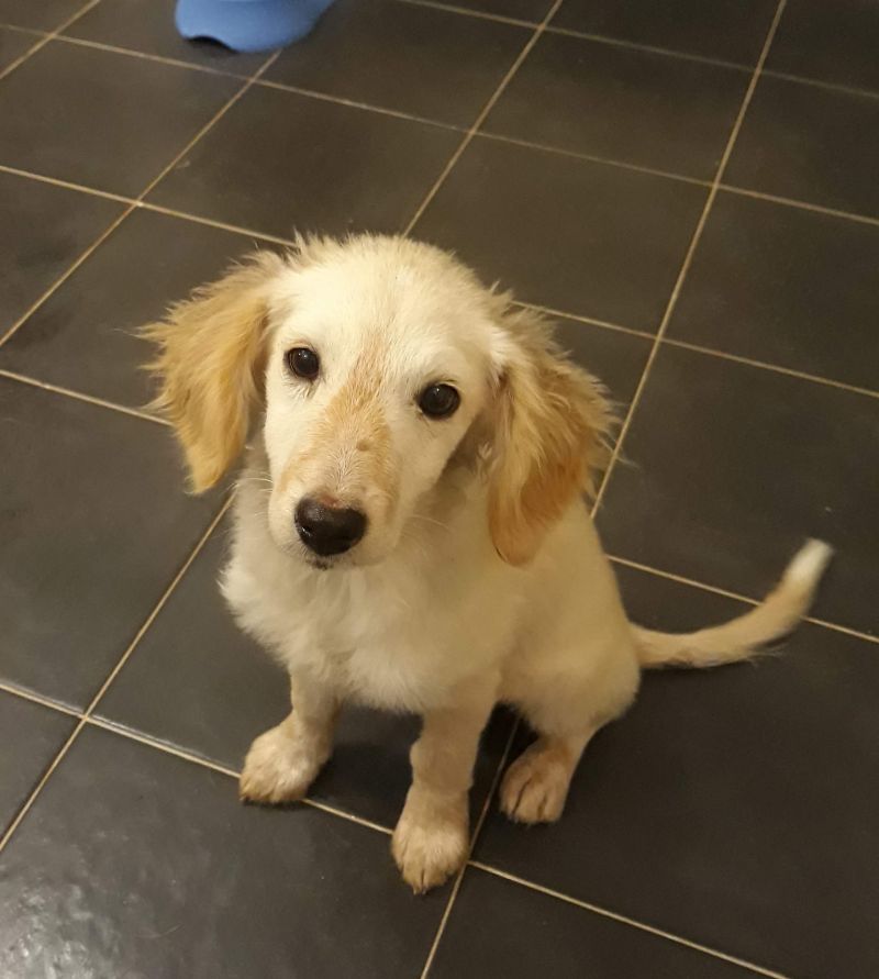 Cucciola dolcissima cerca casa
