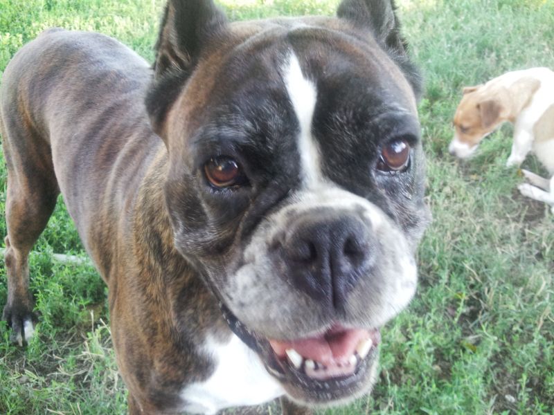 boxer femmine