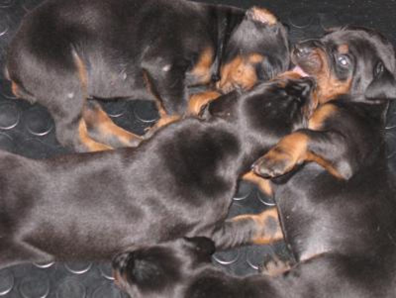 Dobermann cuccioli vendo