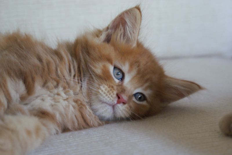 MAINE COON CUCCIOLI