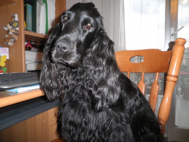 la rinascita dopo la malattia e il canile