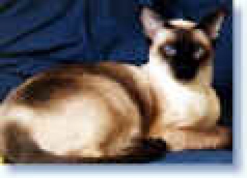 regalo bellissimo siamese maschio