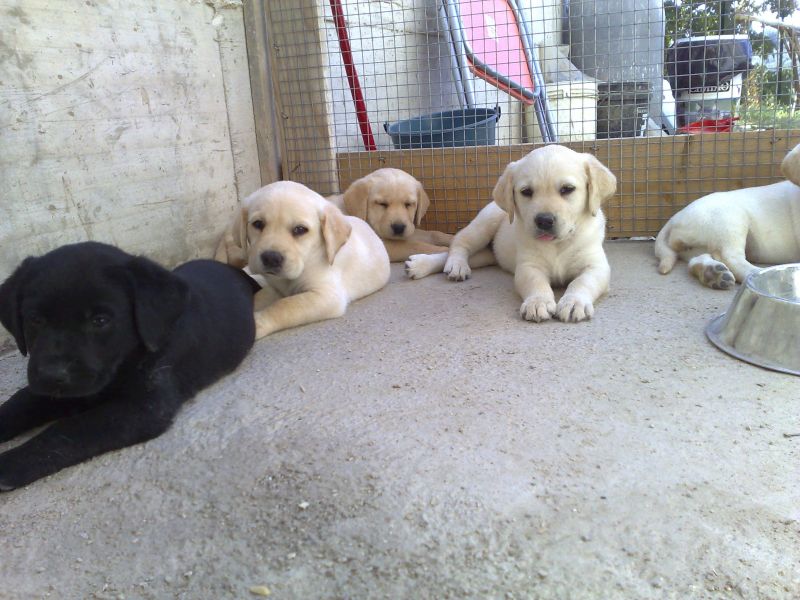  CUCCIOLI DI LABRADOR maschio nero e femmina miele