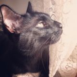 A cat by the window
