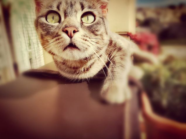 Simba l'esploratrice