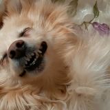 Vita da pet