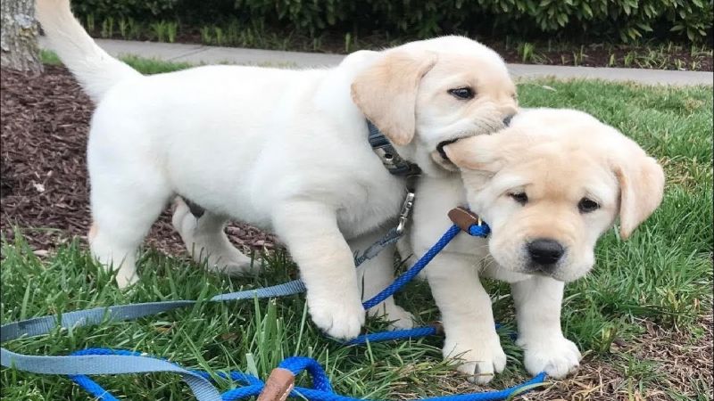 CUCCIOLI DI LABRADOR