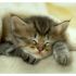 CERCO IN ADOZIONE GATTO TIPO MAINE COON O NORVEGES