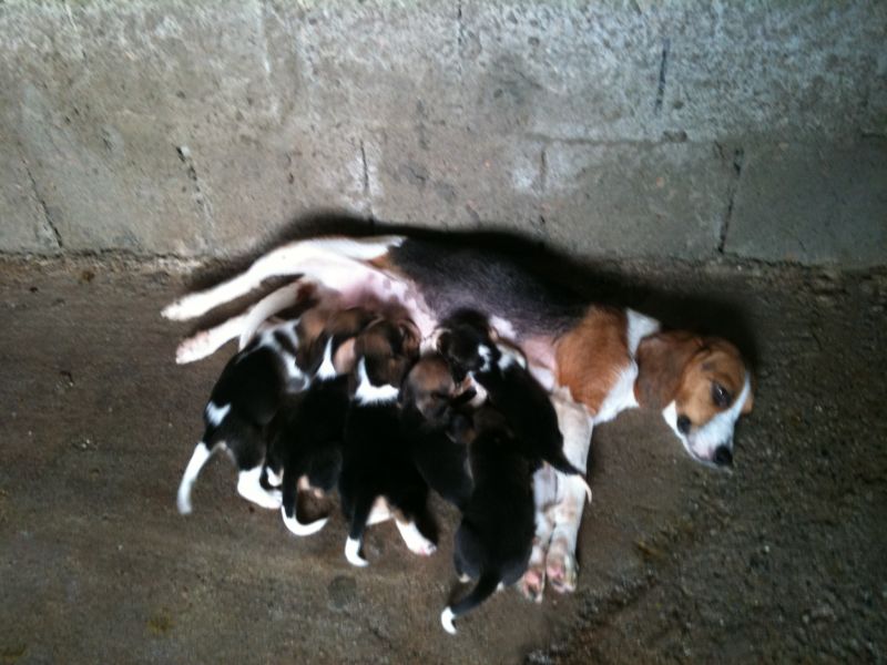 stupenda cucciolata di beagle