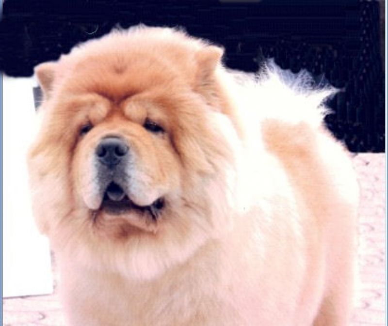 vendesi cuccioli di chow chow italiani