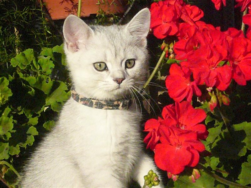 cuccioli scottish fold e straight