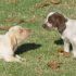 CUCCIOLI DI SPINONE ITALIANO CON PEDIGREE