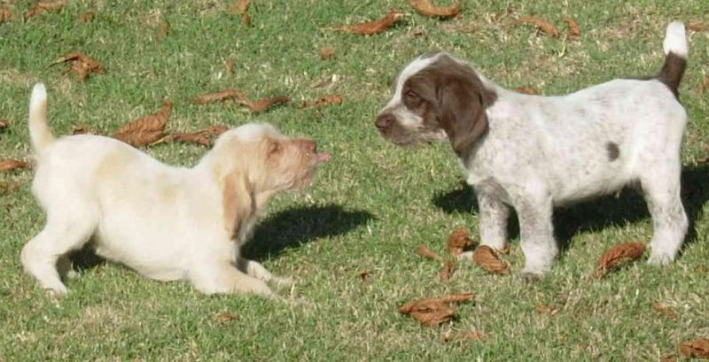 CUCCIOLI DI SPINONE ITALIANO CON PEDIGREE