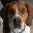 perso beagle 4 anni maschio