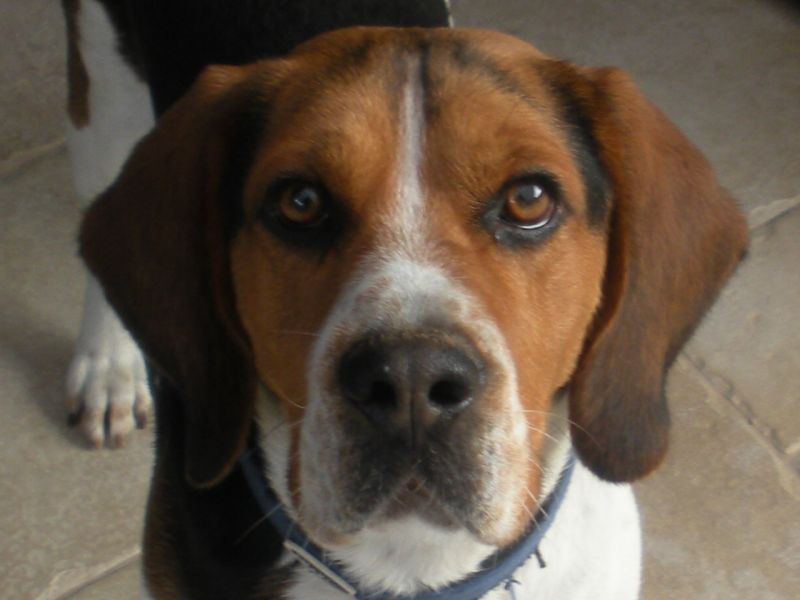 perso beagle 4 anni maschio