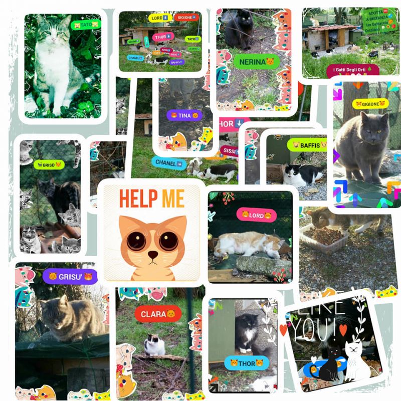 COLONIA FELINA CERCA CIBO
