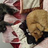I miei cuccioli