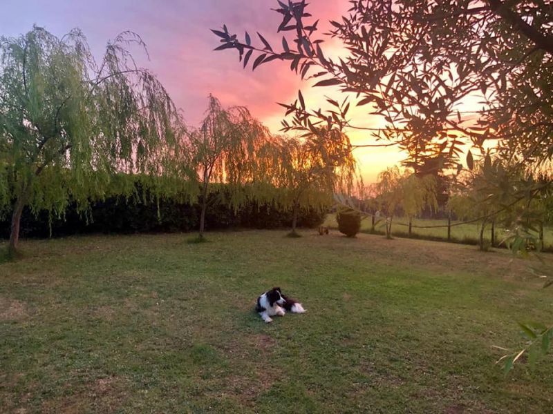 Asilo diurno e pensione casalinga per cani