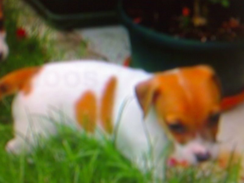 meticcio,o jack russell