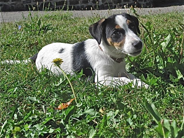 Blake JRT a 3 mesi in montagna
