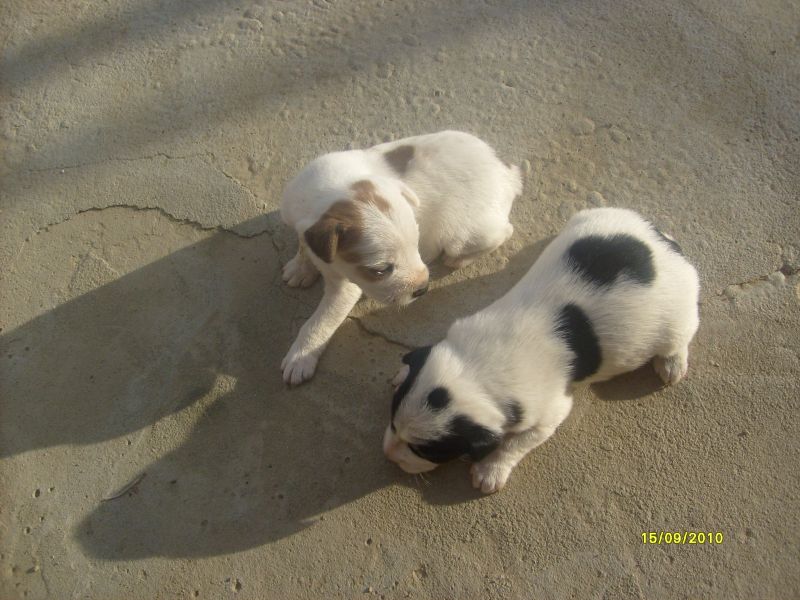 regalo cucciolio cane meticcio