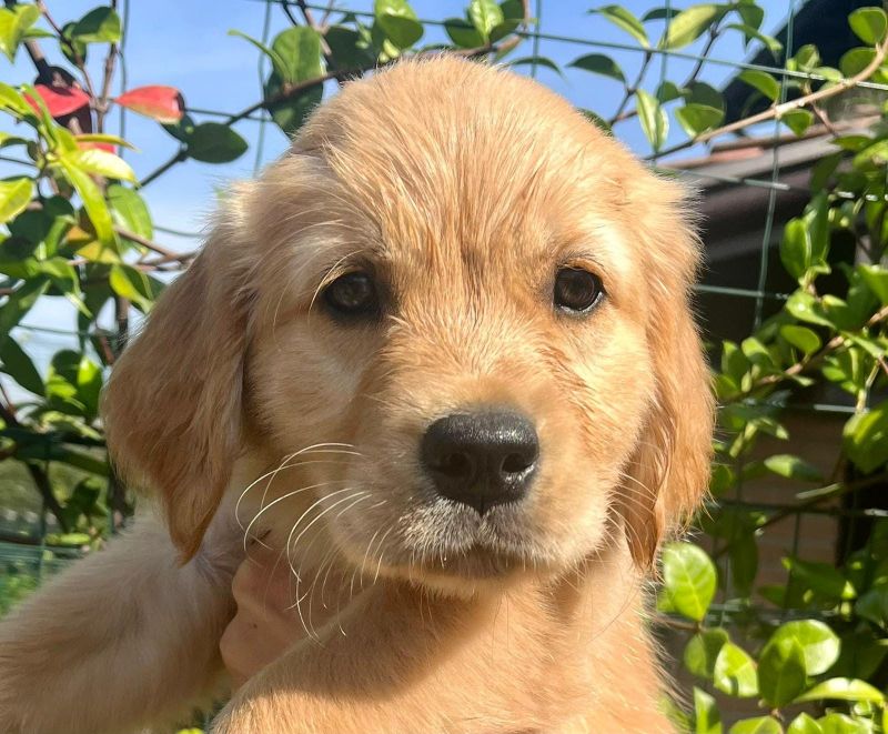 Ugo cucciolo di Golden Retriever