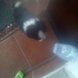 flavia