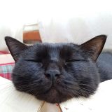 Salvatore