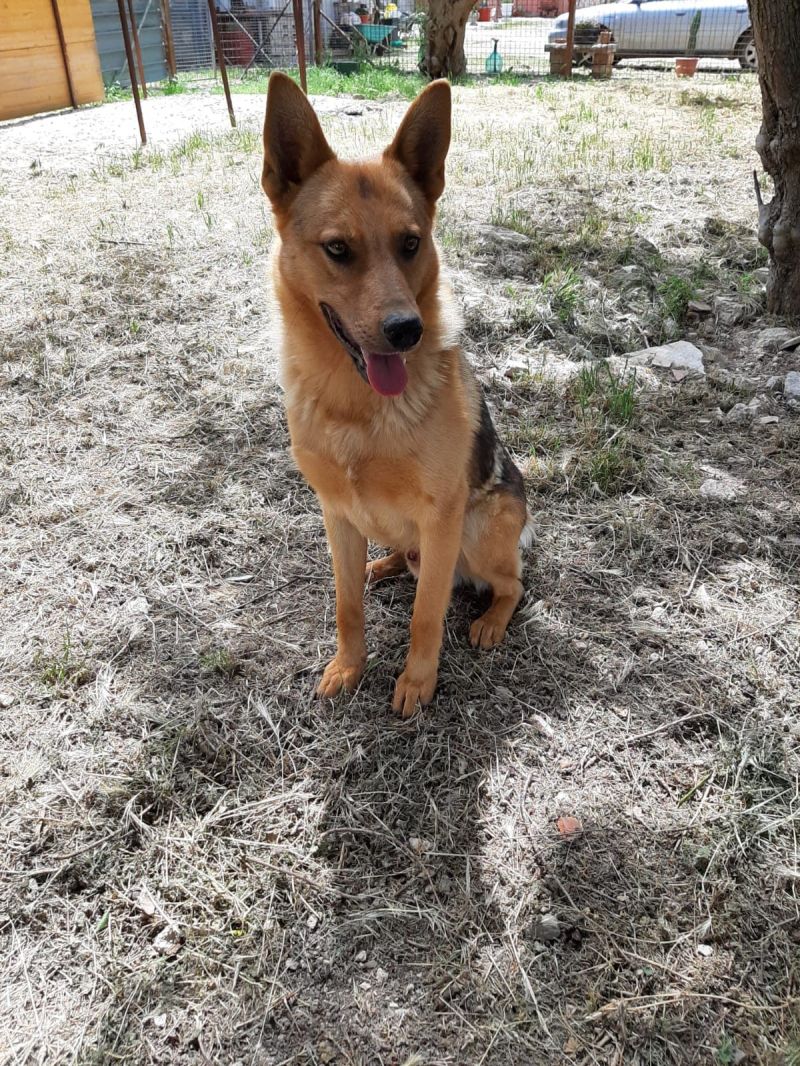 Noah mix pastore belga-malinois