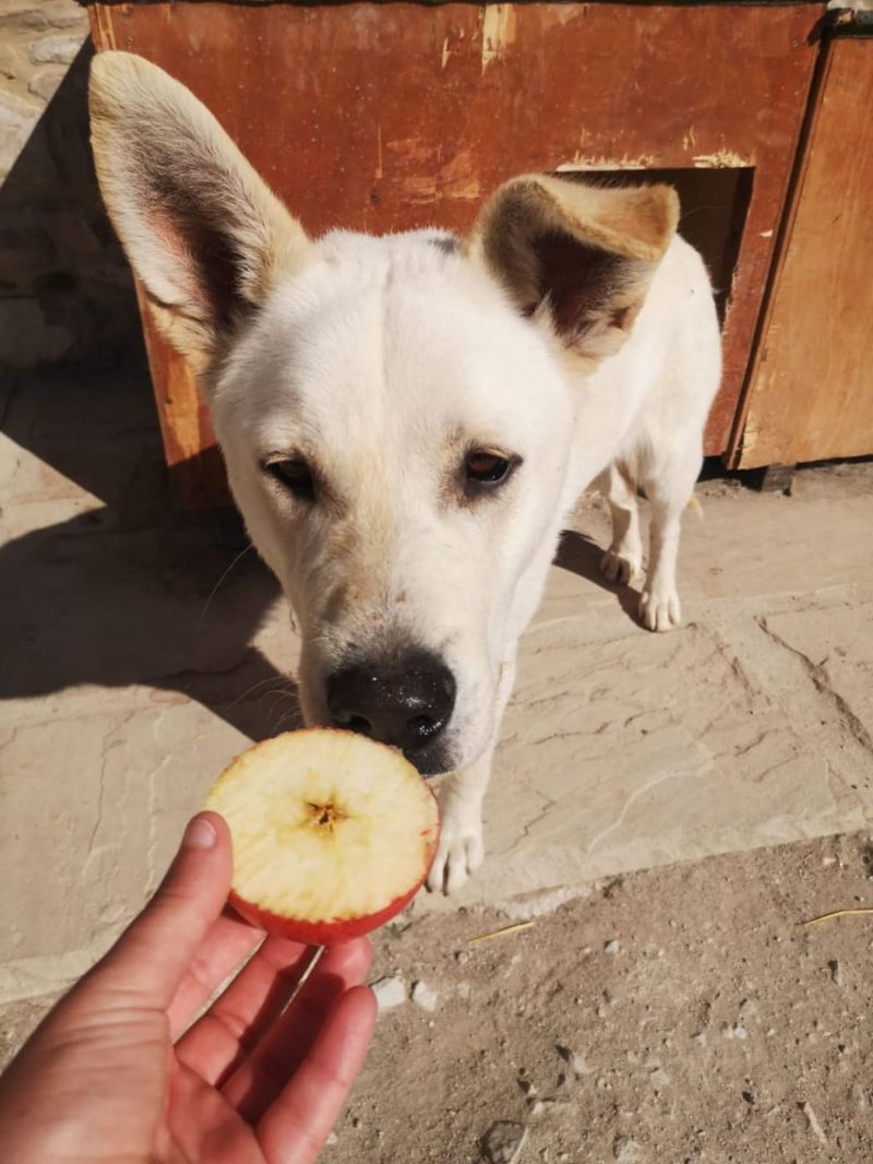 Dotto simil Labrador solo 1 anno e mezzo