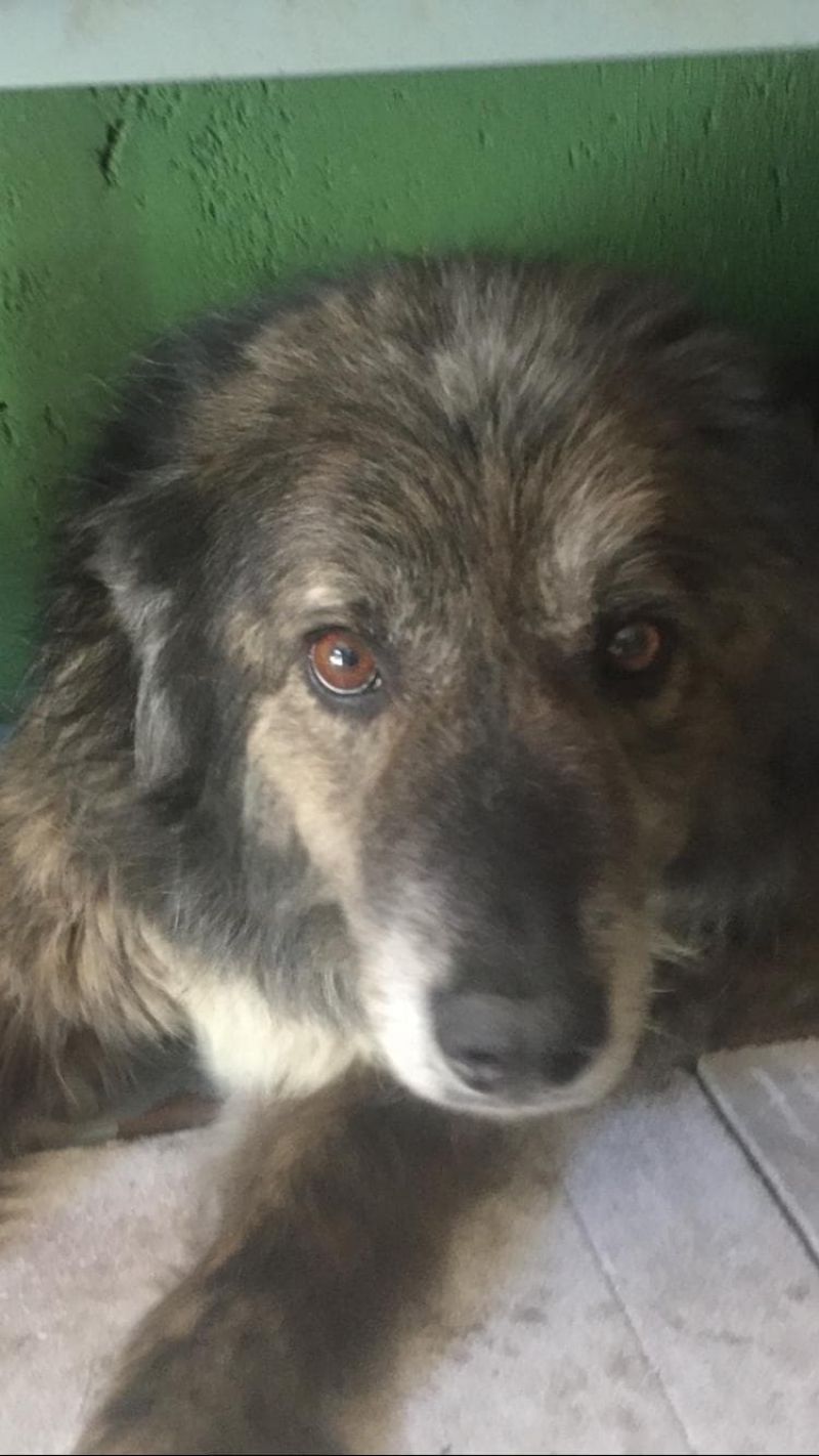 Pilo in cerca di amore