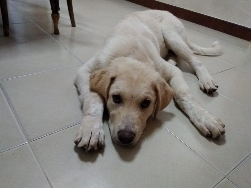 Zante cucciolo di 7 mesi mix Labrador