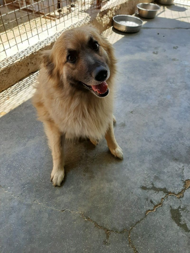 Geco dolce cucciolone