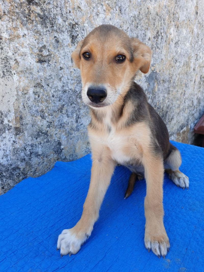 Sanji cucciolino di soli 3 mesi e mezzo